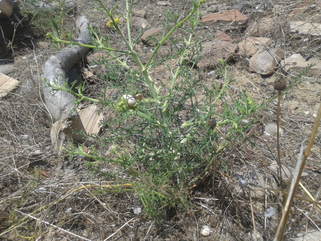 Echinophora tenuifolia